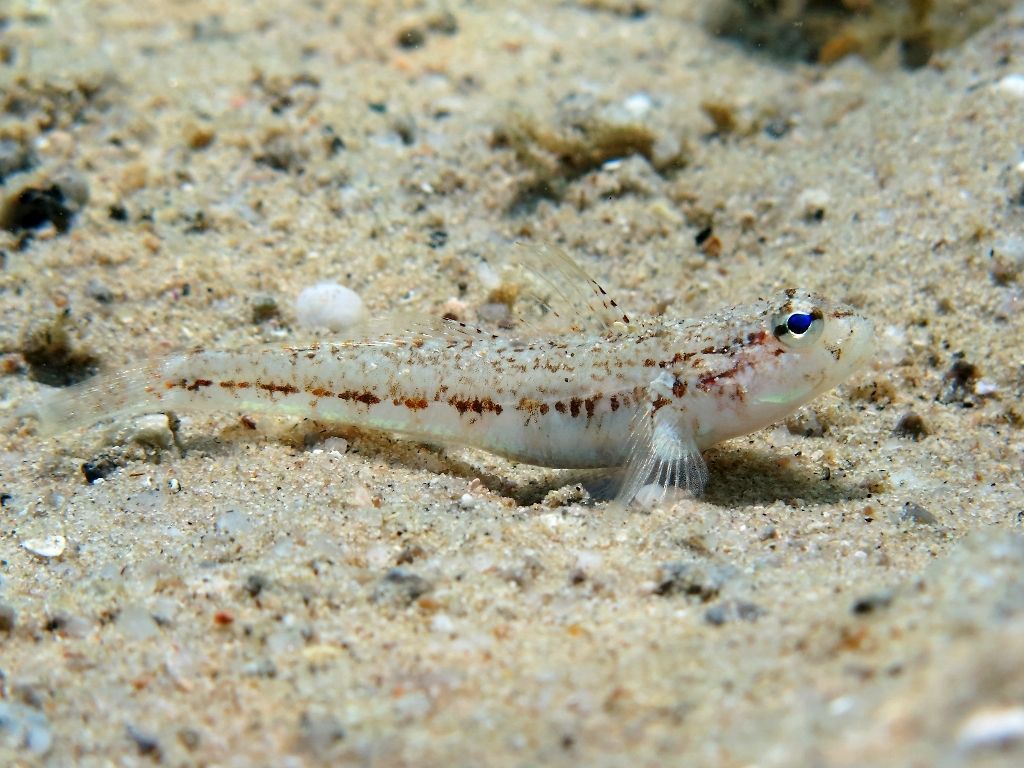 Gobius roulei dalla Sardegna